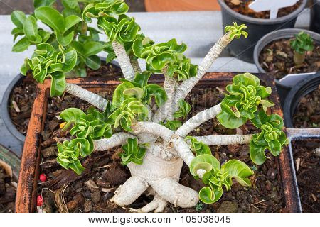Aenium Tree - Socotra , Rose Desert