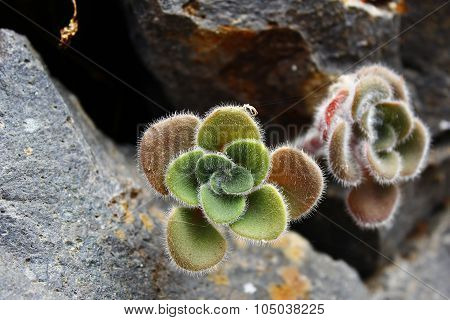 Planta