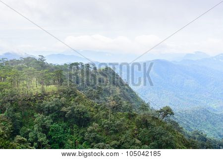 Pine Forest