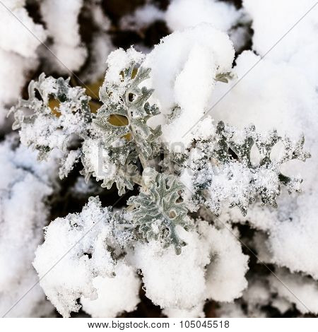 First Snow On Jacobaea Maritima Plant In Autumn
