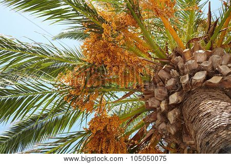 pulm tree