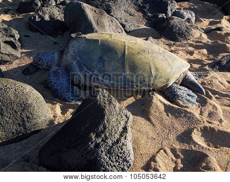 Sea Turtle