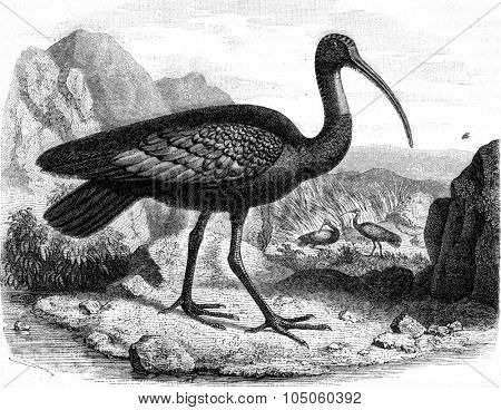 The giant ibis, discovered in 1876 on the banks of Mekong (Cambodia), vintage engraved illustration. Magasin Pittoresque (1882).