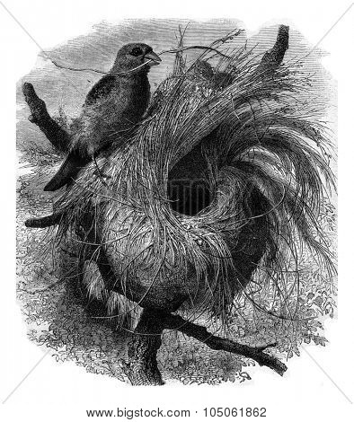 Grosbeak migratory of Madagascar and its nest, vintage engraved illustration. Magasin Pittoresque 1877.