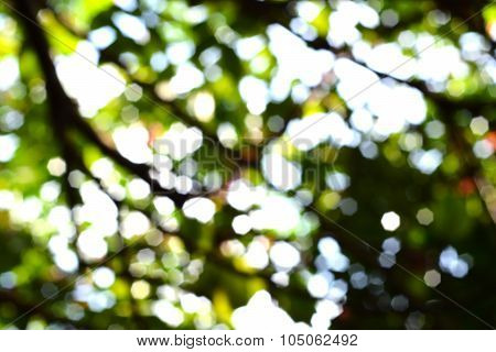 Green Bokeh Abstract Background From Nature