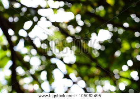 Green Bokeh Abstract Background From Nature