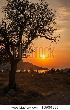 Tree Silhouette On Sunset Background, Aegina, Greece