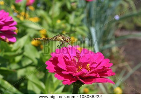 Dragon fly on pink flower