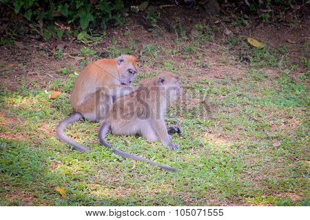 Monkeys Scratching Back Of Another
