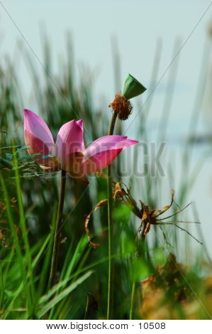 Loto rosa