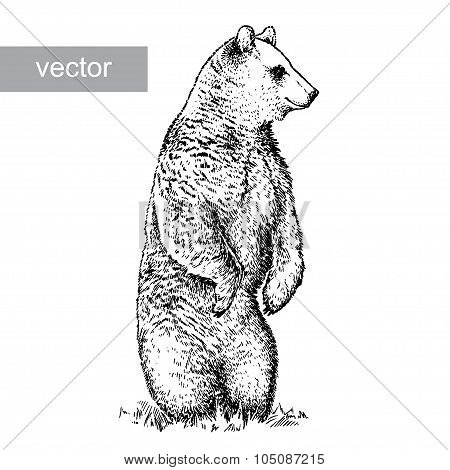 engrave bear illustration