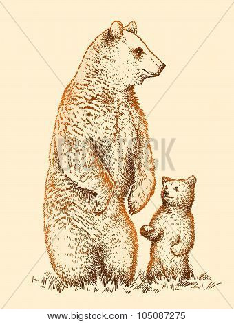 engrave bear illustration