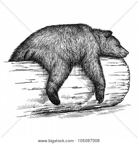 engrave bear illustration