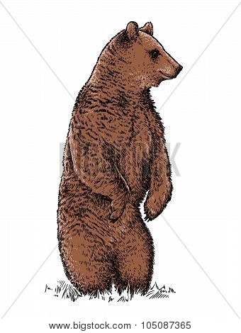 engrave bear illustration