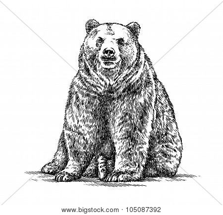 engrave bear illustration