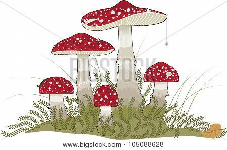Poisonous Mushrooms