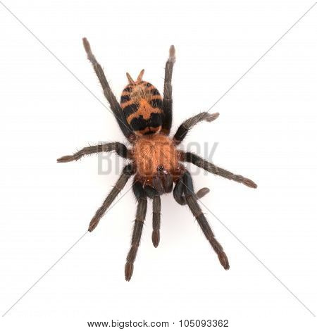 Tiger Rump Tarantula Cyclosternum fasciatum