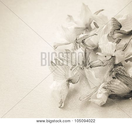 Dead Orchid