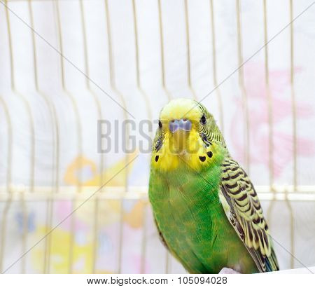 Green Budgerigar (domestic Budgie) On Cage