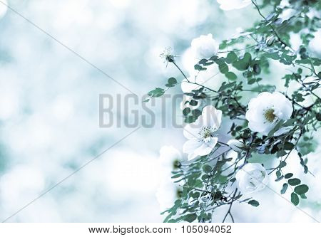 Blur Spring Blossom Background. Blurred Background With Of Blossoming Roses