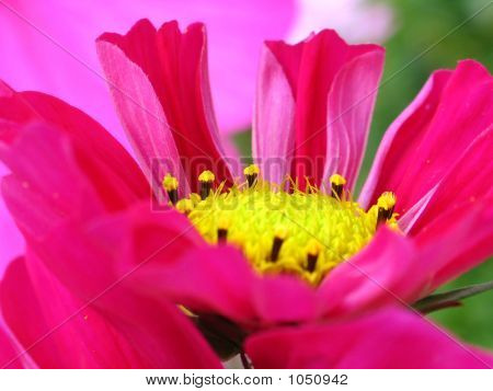 Cosmos Daisy