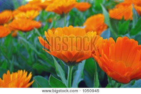 Oranssi Marigolds