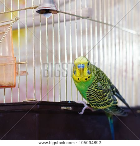 Green Budgerigar (domestic Budgie) On Cage
