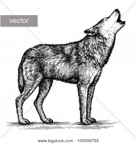 engrave wolf illustration