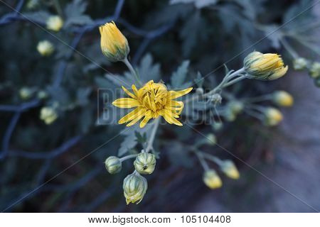 flower natural summer sun photo, green leafs