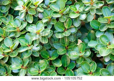 Green leaf banyan ( Ficusannulata Blume ) abstract background