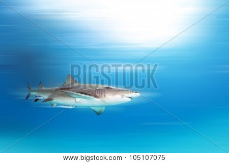 Shark diving