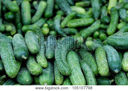 Fresh Cucumbers For Sale