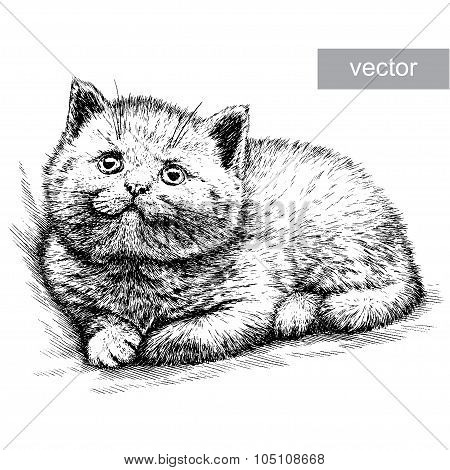 engrave kitten illustration