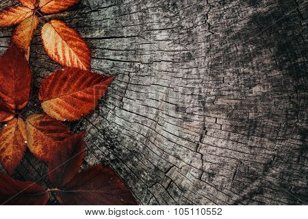 Autumn Red Leaves
