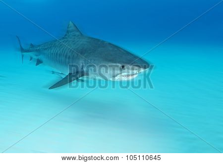 Shark diving