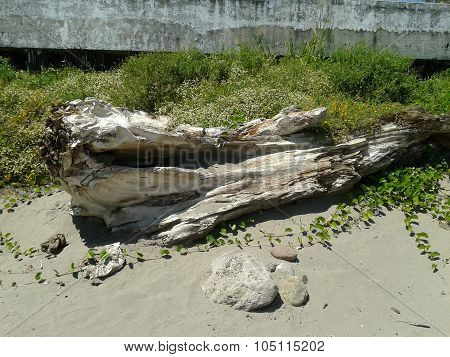Trunk in the beach