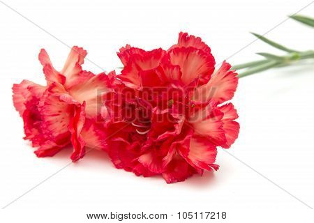 Variegated Carnation
