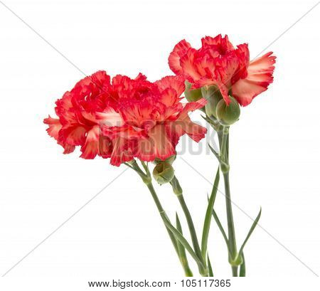 Variegated Carnation
