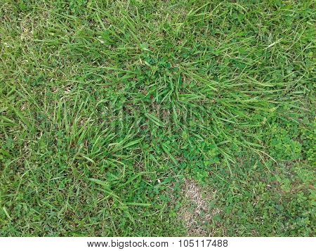 Green grass