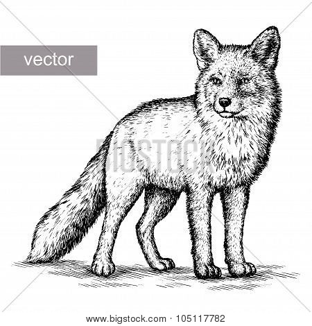 engrave fox illustration