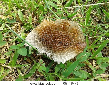 wasp hive