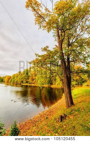 Beautiful Autumn Park On Yelagin Island