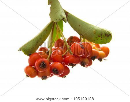 Pyracantha, Firethorn
