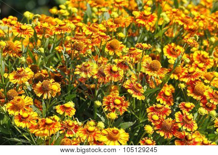 Blanket Flowers (gaillardia Aristata)