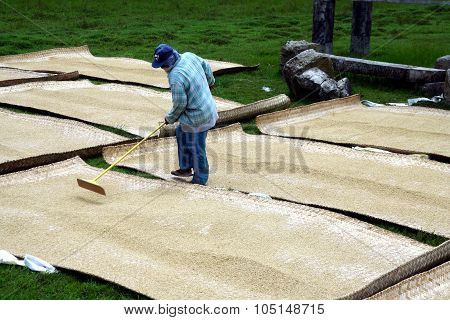 Rice farmers tending and drying harvested rice