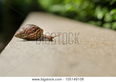 The Journey Of Snails