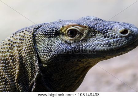 Iguana