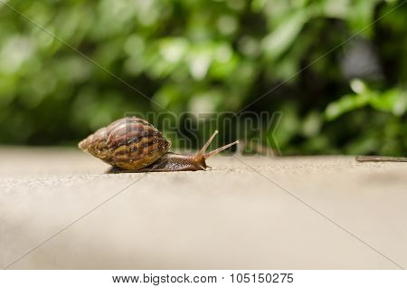 The Journey Of Snails