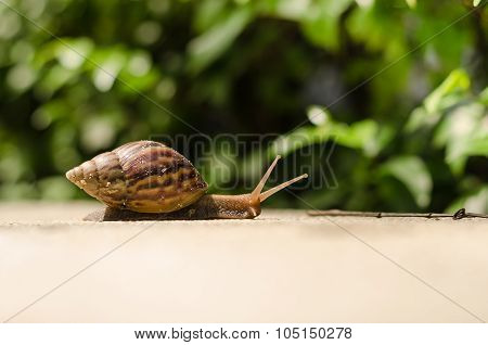 The Journey Of Snails