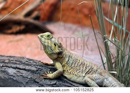 iguana